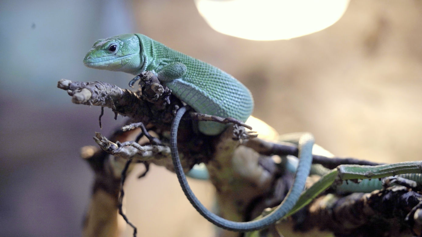 We wrocławskim zoo wykluła się jaszczurka ostrobrzucha