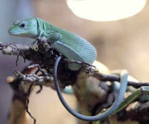 We wrocławskim zoo wykluła się jaszczurka ostrobrzucha