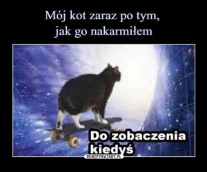 Światowy Dzień Kota 2022. Zobacz najśmieszniejsze obrazki i MEMY z kotami! 