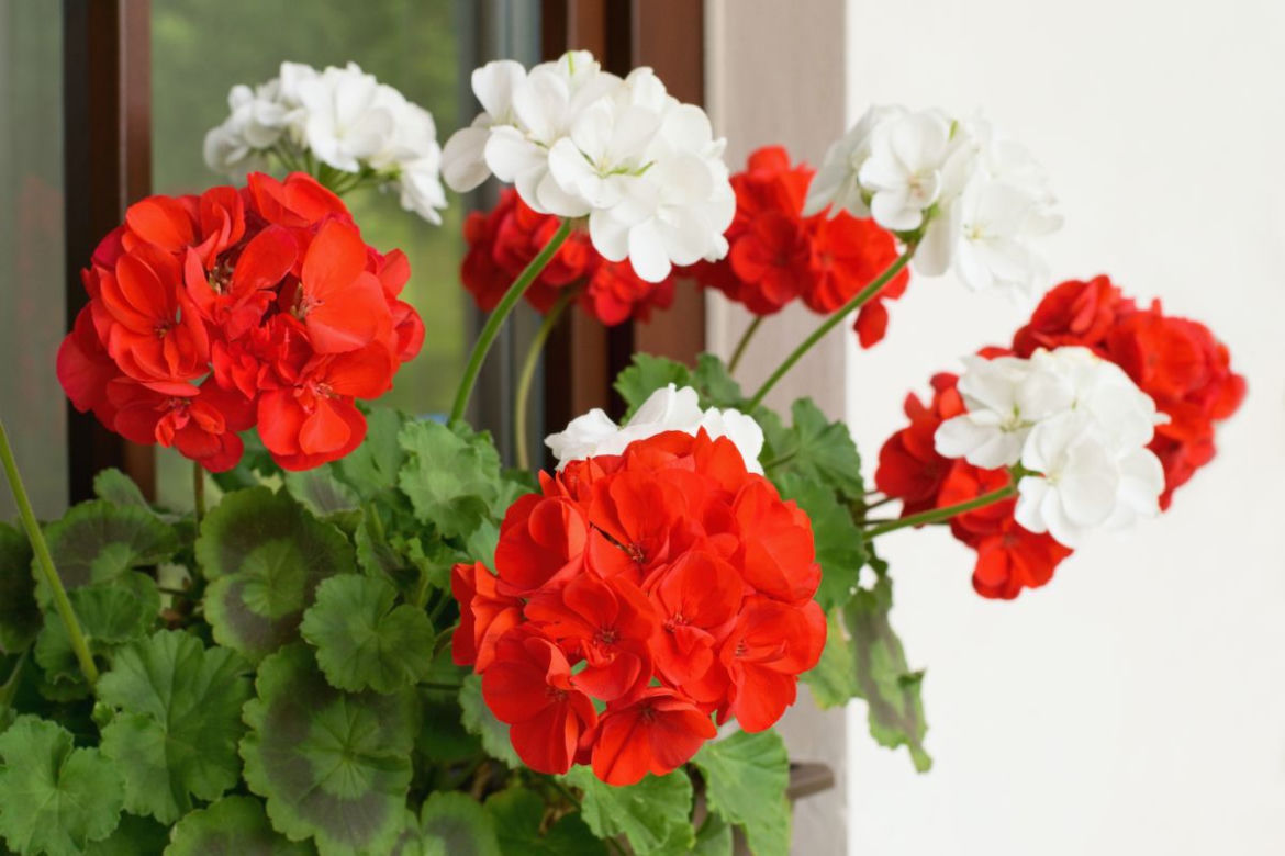 Pelargonie rabatowe