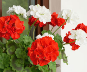 Pelargonie rabatowe