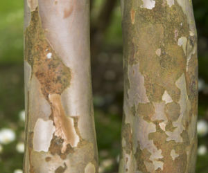 Stewarcja kameliowata