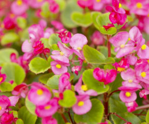 Begonia stale kwitnąca 