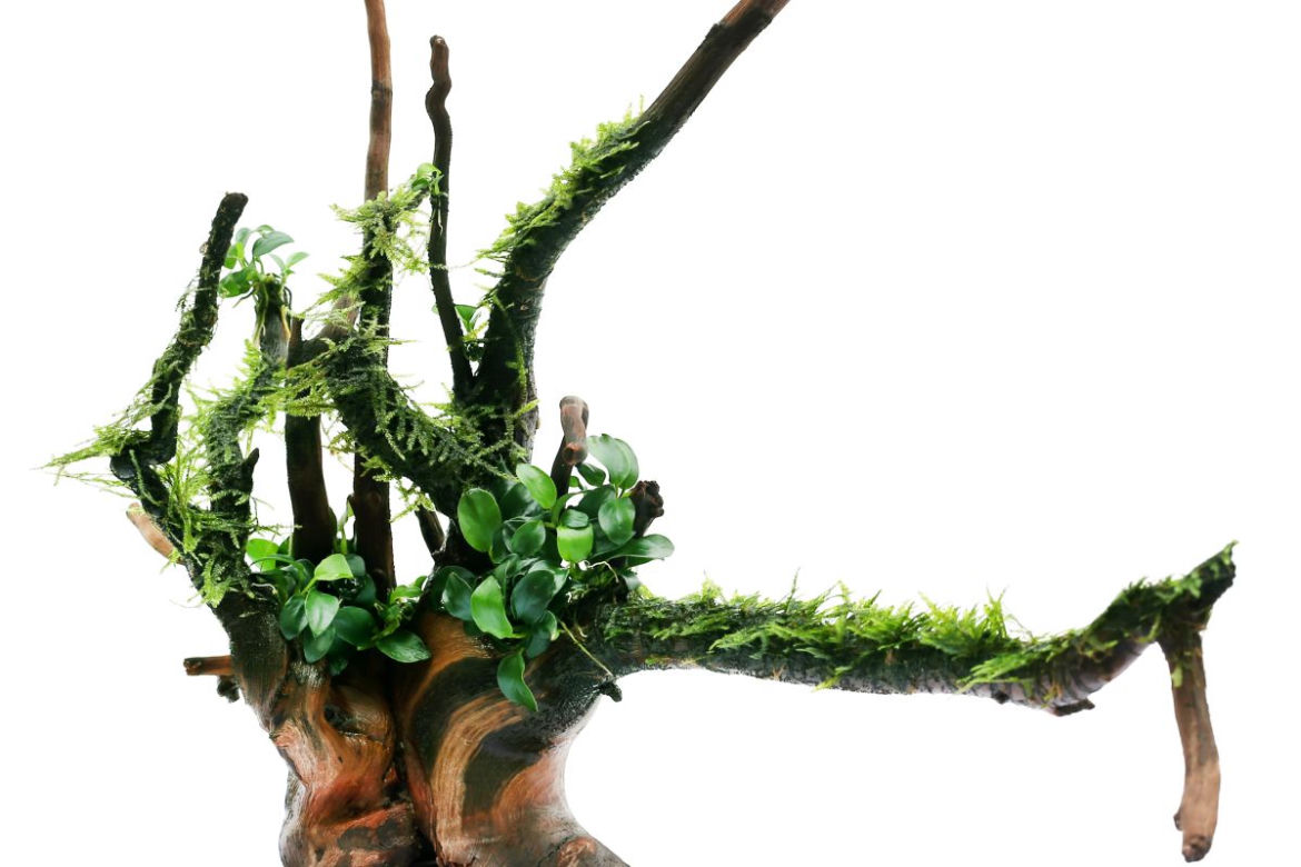 Anubias