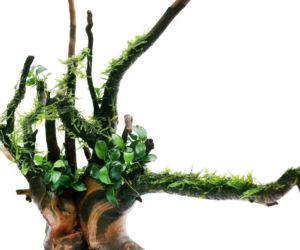 Anubias