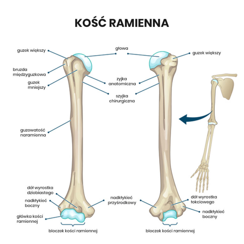 Budowa kości ramiennej