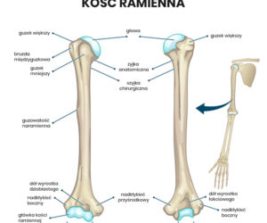 Kość ramienna