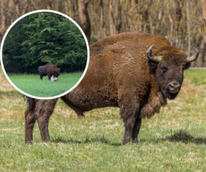 Żubr zaatakował mężczyznę w Białowieskim Parku Narodowym. Apel leśników