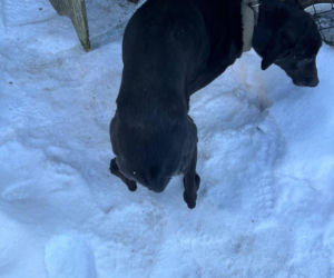 Interwencja w gminie Brody. Pies zamarzł na łańcuchu przywiązany do fotela. „Ludzie to potwory”