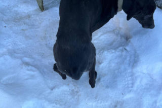Interwencja w gminie Brody. Pies zamarzł na łańcuchu przywiązany do fotela. „Ludzie to potwory”