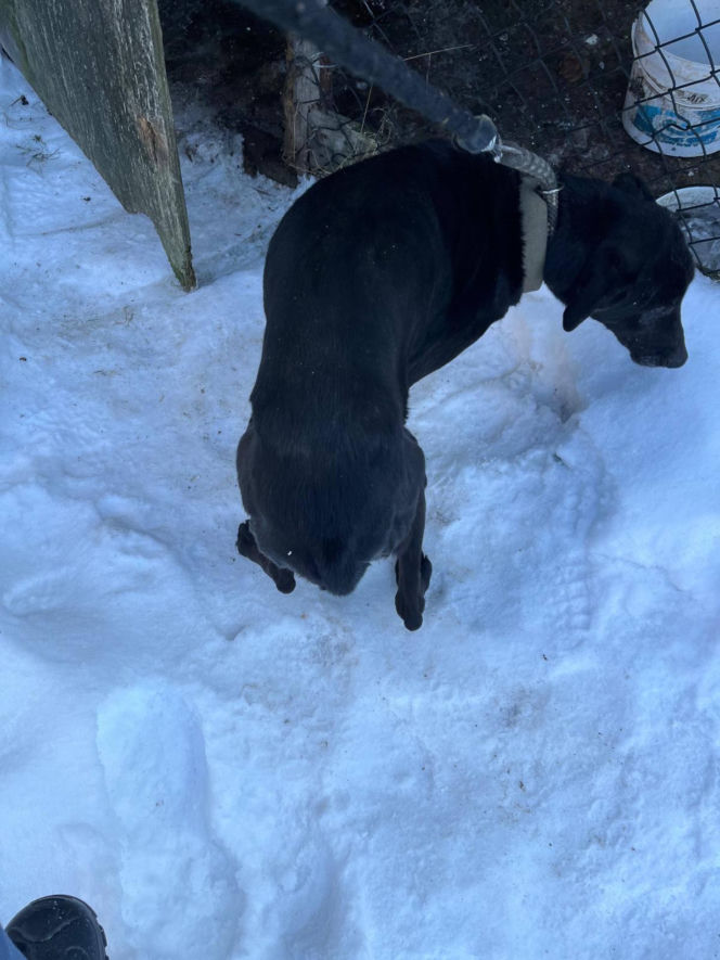 Interwencja w gminie Brody. Pies zamarzł na łańcuchu przywiązany do fotela. „Ludzie to potwory”