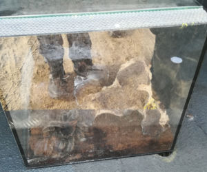 Porzucone terrarium w centrum Bydgoszczy! W środku ruszało sie coś włochatego [ZDJĘCIA]