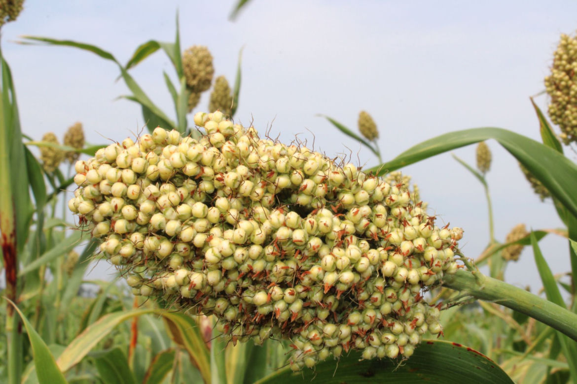 Sorgo