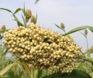 Sorgo