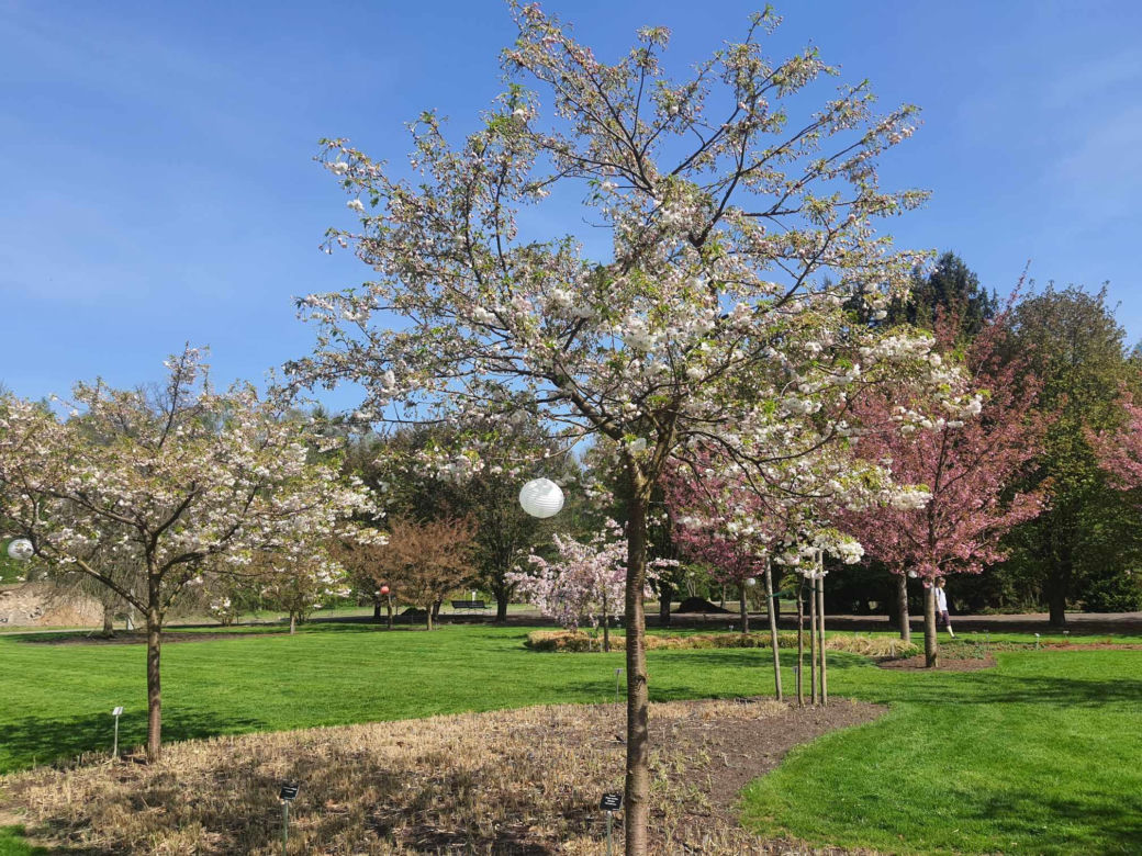 Kwitnące wiśnie i magnolie w Ogrodzie Botanicznym w Powsinie