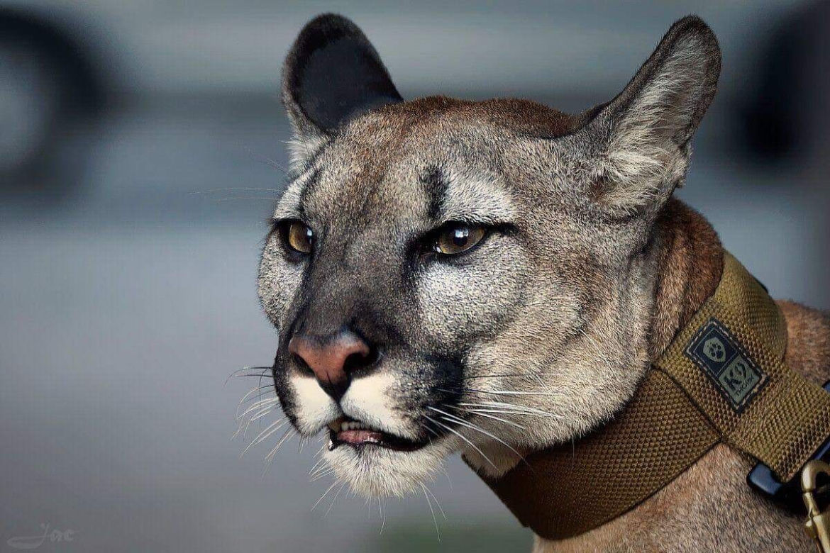 Śląskie: Dramatyczna akcja! Weteran z Afganistanu i puma: "To moje dziecko"