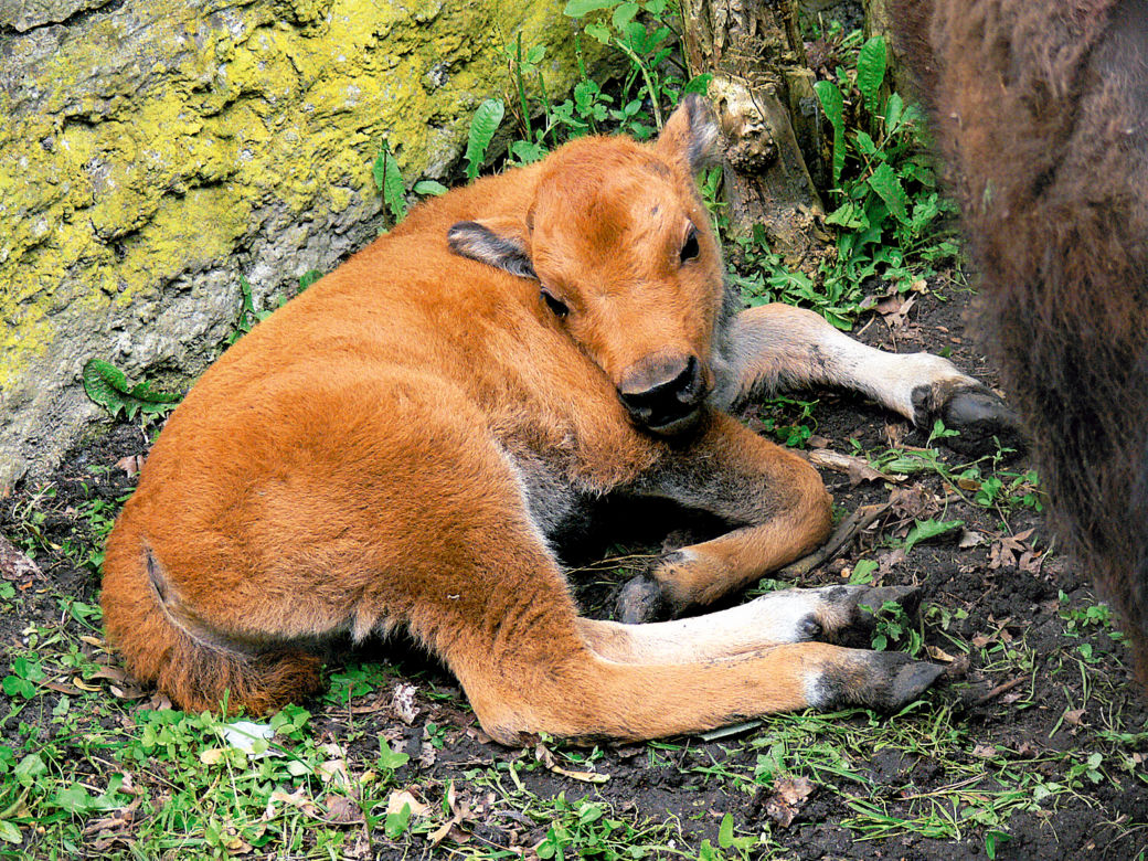 ZOO ma nowe cielaki