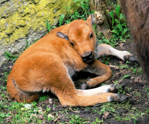 ZOO ma nowe cielaki