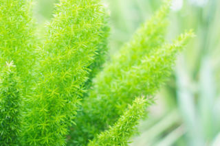 Szparag Sprengera - Asparagus densiflorus