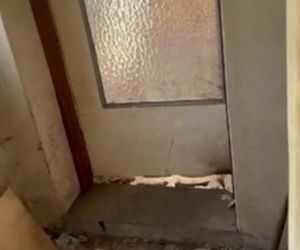 Psy żyły w dramatycznych warunkach. Szczeniaki znaleziono ukryte za kanapą