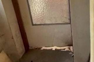 Psy żyły w dramatycznych warunkach. Szczeniaki znaleziono ukryte za kanapą