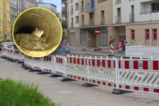 Zaskakująca przyczyna awarii na remontowanej ulicy. Jezdnia zapadła się przez... szczury!