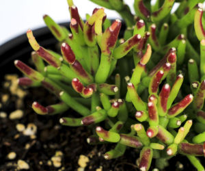Rhipsalis hatiora