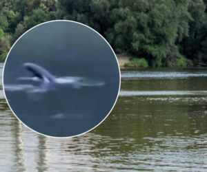 Foka wypatrzona setki kilometrów od morza. Pływa w Odrze