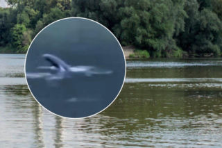 Foka wypatrzona setki kilometrów od morza. Pływa w Odrze