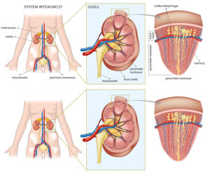Budowa anatomiczna nerki