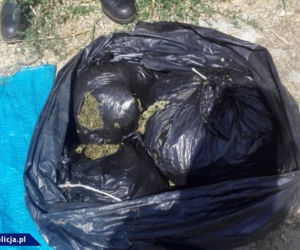 Podlasie: Zabezpieczono 21 kg marihuany i dwie plantacje konopi indyjskich