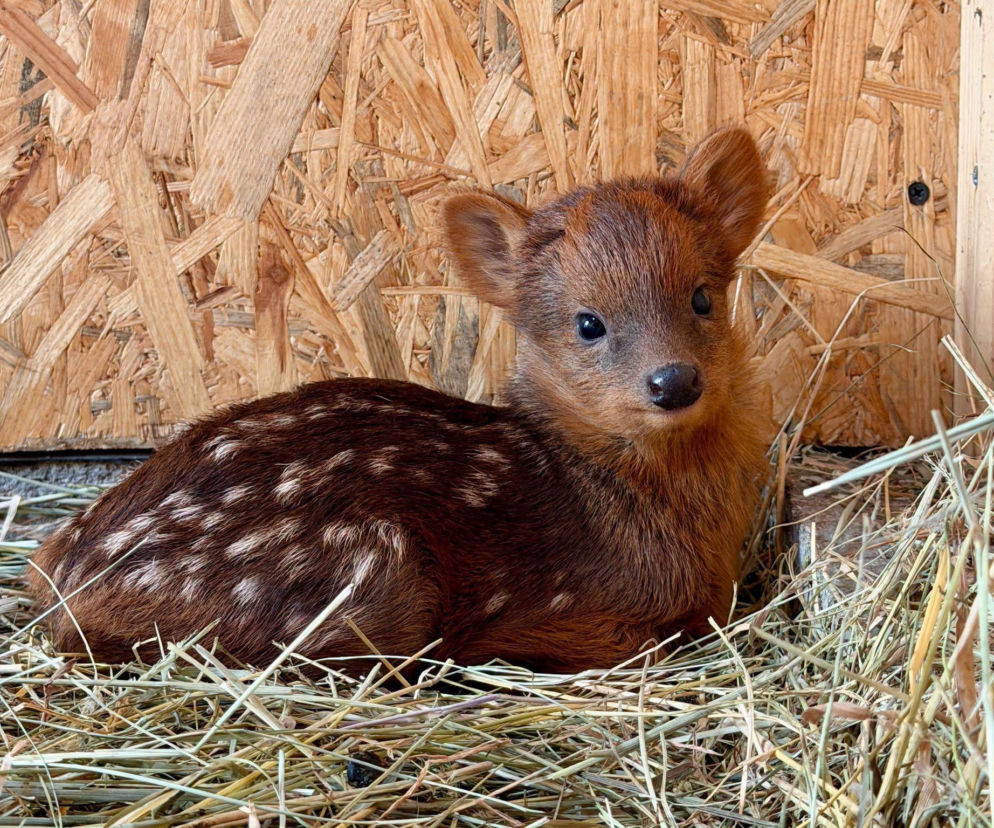 Wyjątkowe narodziny w Warszawskim ZOO. Na świat przyszedł jeden z najmniejszych jelonków świata!