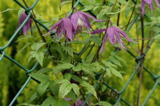 Powojnik wielkopłatkowy - Clematis macropetala