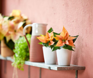 Mini gwiazda betlejemska