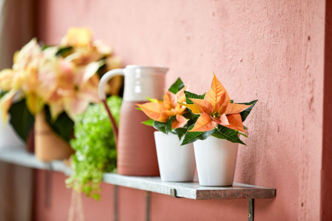 Mini gwiazda betlejemska