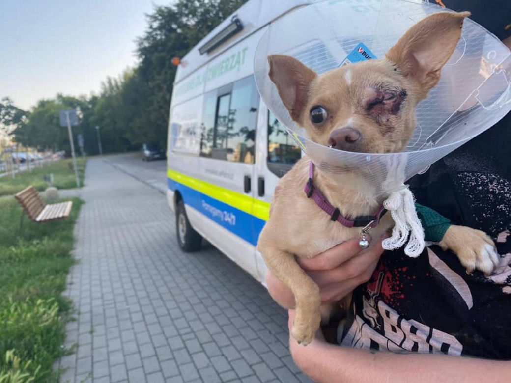 Odpowie za znęcanie się nad zwierzęciem