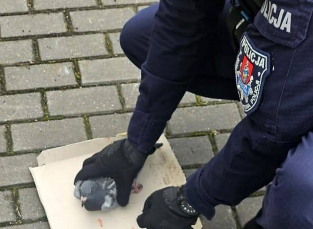 Policjanci o gołębich sercach