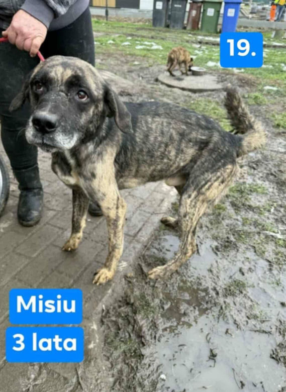 OTOZ Animals poszukuje domów dla psów