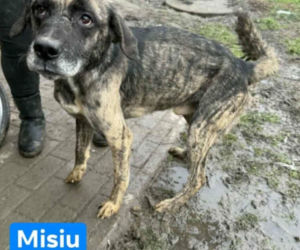 OTOZ Animals poszukuje domów dla psów