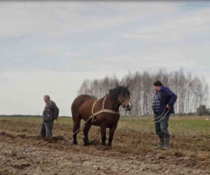 Rolnicy. Podlasie 2. Co się wydarzyło w 4. odcinku? [STRESZCZENIE, POWTÓRKA]
