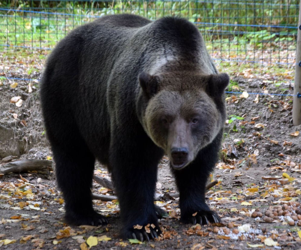 Niedźwiedzica Wojtusia z Zoo w Poznaniu