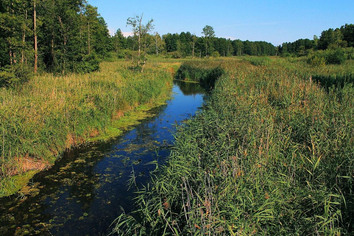 Puszcza Białowieska