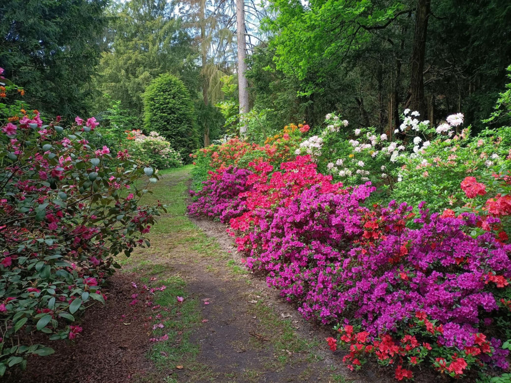 Arboretum Kórnickie - raj dla miłośników pięknych roślin