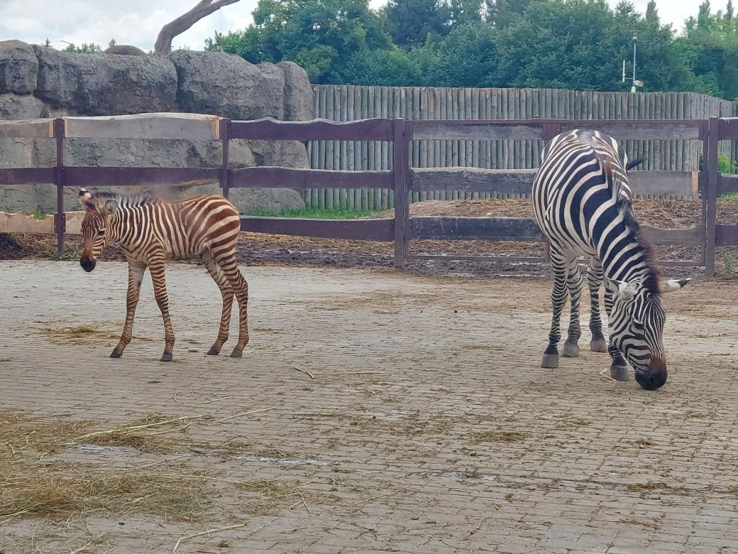 Mała zebra w zamojskim ZOO