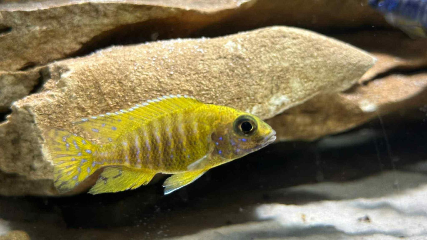 Studio Akwarystyki Aqua Dreams w Bydgoszczy to miejsce z wielką pasją