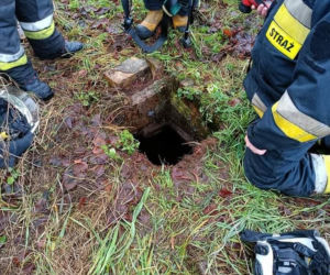 Pies wpadł do szamba. Strażacy z Wolina uratowali mu życie