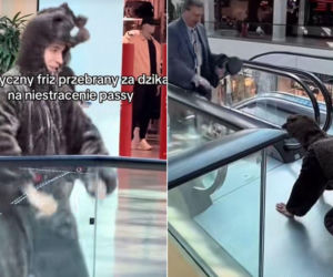 Friz biegał po galerii w stroju dzika. Nagrania świadków trafiły do sieci
