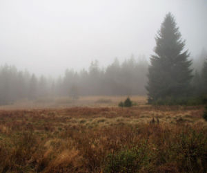 Nowe rezerwaty przyrody w woj. warmińsko-mazurskim. Powstały w pięciu miejscach