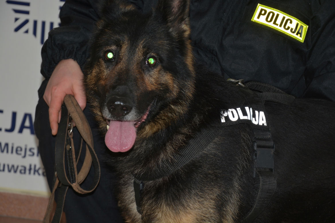 Tazer, policjant na 4 łapach, przeszedł na emeryturę