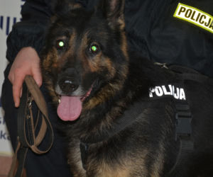 Tazer, policjant na 4 łapach, przeszedł na emeryturę
